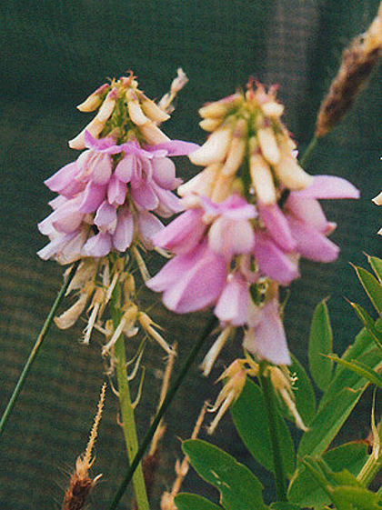 Goat’s Rue